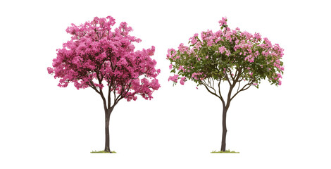 Obraz premium Set of Pyrus calleryana trees, Callery pear, Tibouchina semidecandra pink blooming flowers isolated png, vector illustration, ornamental plants, spring blossoms, garden trees.