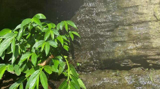 Wrightia Religiosa Tree Beside Flowing Waterfall &ndash; Peaceful Nature Scene