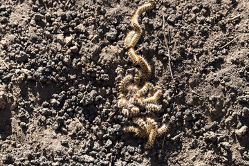 Processionary Caterpillars Crawling Across Volcanic Ground