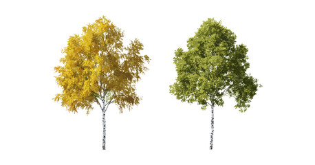 Fototapeta premium Betula populifolia summer trees and Betula pendula autumn trees cutout, isolated on transparent background, vector illustration, deciduous trees, seasonal landscape, botanical elements.