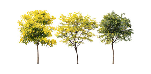 Gleditsia triacanthos thorny honeylocust trees isolated street trees frontal set png, urban nature, tree silhouette, landscaping design, vector illustration, city greenery. © aura studio