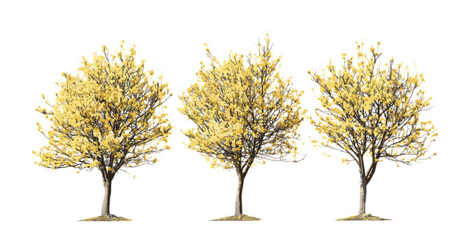 Hamamelis &times; intermedia autumn hybrid witch hazel isolated frontal small trees, fall season plants, decorative shrubs, natural landscaping, garden greenery, vector illustration.