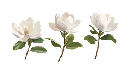 Obraz premium Magnolia Grandiflora cutout, Southern Magnolia Bull Bay set, vector illustration, floral elements, green tree branch, realistic plant, isolated, elegant botanical background, png.