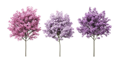 Early blooming Syringa oblata lilac, broadleaf lilac trees with pink violet blossoms, isolated PNG, spring flowering shrubs, garden landscape, vector illustration, seasonal plants.