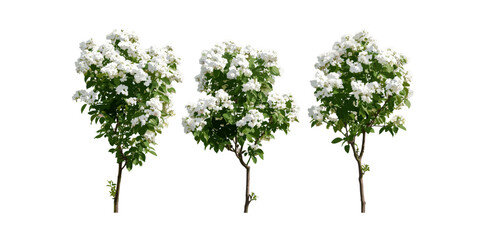Viburnum tinus laurustinus flowering bush shrub isolated cutout, laurustine plant, laurestine greenery, garden shrubbery, ornamental shrub, vector illustration.