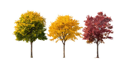 Fototapeta premium Set of autumn Acer tataricum trees isolated png, Tatar maple foliage, fall leaves, tree silhouette, seasonal nature, botanical vector illustration.