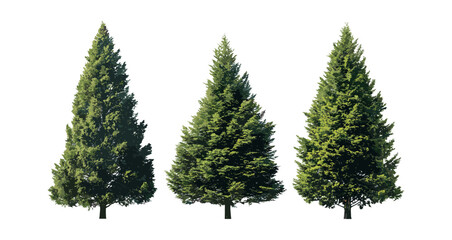 Large Lawson cypress trees isolated png, Chamaecyparis lawsoniana, Port Orford cedar, forest plants, nature background, outdoor greenery, vector illustration.