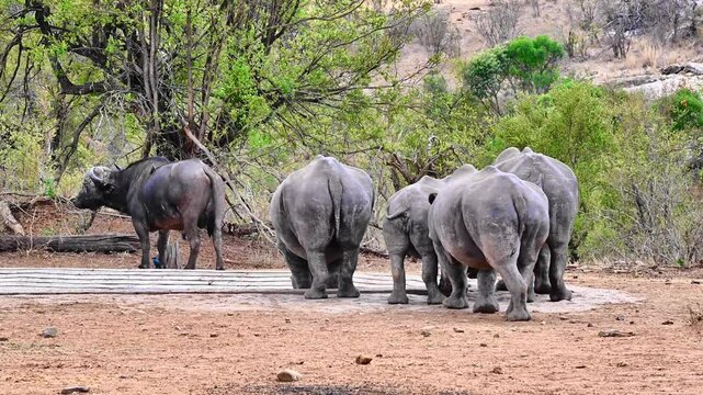 Clash of White Rhinos&rsquo; Gentle Journey to the Waterhole. four rhinos transition from peaceful rest to a slow, deliberate walk towards the waterhole. Step by step, they approach the cool water.