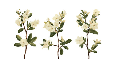 Set of Daphne odora winter daphne frontal isolated png high resolution, botanical illustration, floral clipart, garden plant, fragrant shrub, vector illustration.