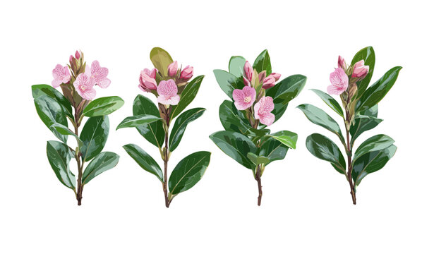 Daphne odora winter daphne isolated frontal cutout high resolution, ornamental shrub, spring flowering plant, garden greenery, vector illustration, nature clipart.