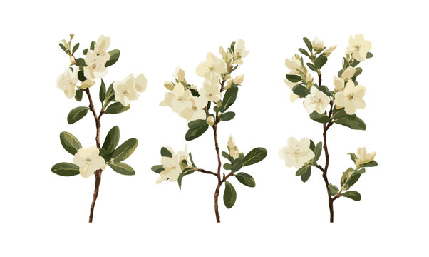 Set of Daphne odora winter daphne frontal isolated png high resolution, botanical illustration, floral clipart, garden plant, fragrant shrub, vector illustration.
