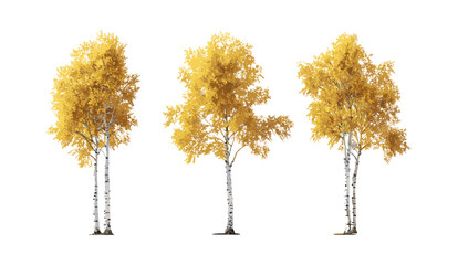 Aspen trees Populus tremula frontal isolated daylight cutout common aspen Euro forest urban greenery natural landscape garden design vector illustration outdoor scenery. © aura studio