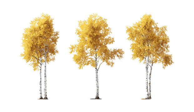 Aspen trees Populus tremula frontal isolated daylight cutout common aspen Euro forest urban greenery natural landscape garden design vector illustration outdoor scenery.