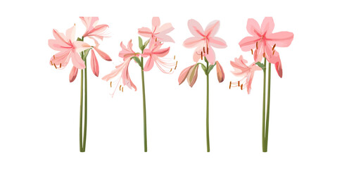 Crinum americanum flower isolated png, southern swamp crinum, string lily, Florida swamp-lily, wetland wildflowers, swamp flora, tropical lily species, vector illustration.