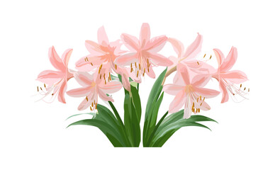 Florida swamp-lily Crinum americanum isolated flower cutout, string lily, southern swamp crinum, swamp vegetation, marsh plants, botanical floral, vector illustration.