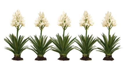 Flowering Polianthes tuberosa, tuberose bloom Agave amica, isolated flower png, fragrant tropical flower, garden floral element, wedding flower design, vector illustration.
