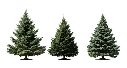 Set of Abies concolor trees, white fir, Colorado fir, frontal isolated cutout, evergreen forest, coniferous tree, nature element, botanical vector illustration.