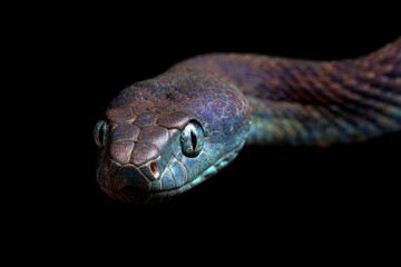 Mysterious Blue Snake: Close-Up Macro Photography with Dark Moody Style