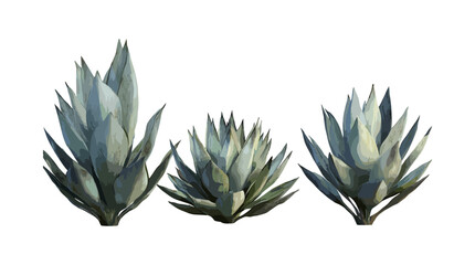 Agave attenuata succulent, foxtail agave, lion's tail, swan’s neck agave, isolated sunny plant, desert succulent, xerophyte, arid garden plant, tropical landscaping, cutout, vector illustration. © aura studio