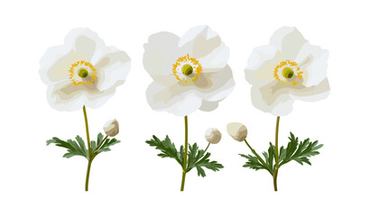 Frontal isolated Anemone cathayensis blossoms, cutout, premium botanical vector illustration, high resolution wildflower collection, garden decor clip art, aesthetic floral printable.