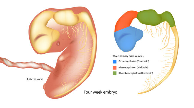 Primary Brain Vesicles in a Four-Week Human Embryo, Lateral View. Early Neural Tube Development Showing Forebrain, Midbrain, and Hindbrain.Embryonic Brain Vesicle Differentiation at Four Weeks Gestati