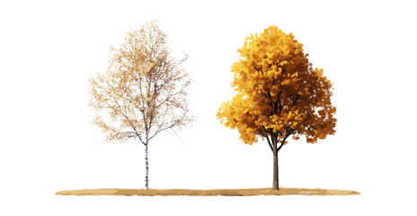 Fototapeta premium Betula ermanii and Platanus fall tree isolated png, autumn forest plants, seasonal foliage, nature landscape, vector illustration, woodlands.