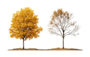 Autumn Betula pendula and Fraxinus excelsior trees cutout isolated, vector illustration, fall landscape, temperate forest, natural woodlands, ecological vegetation.