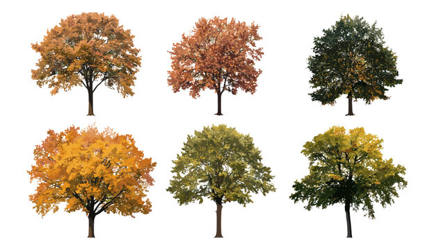 Autumn oak trees vector illustration, Quercus palustris and Quercus phellos cutout, fall season foliage, isolated tree silhouettes, nature clipart, woodland landscape elements.