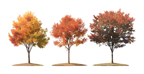 Set of Quercus palustris and Sorbus commixta autumn trees isolated cutout, vector illustration, fall foliage, seasonal nature elements, landscaping design, botanical art.