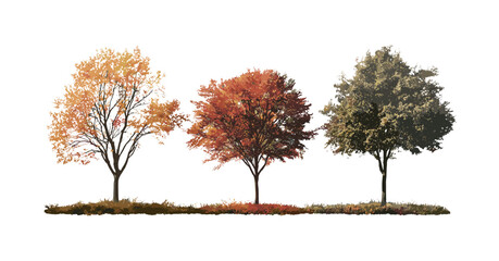 Autumn trees set including Sorbus commixta and Quercus palustris isolated png, vector illustration, natural forest plants, seasonal landscape, decorative tree clipart.