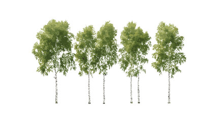 Set of Betula pendula trees, silver birch, European white birch, forest tree collection, cutout, isolated tree elements, vector illustration, deciduous woodland, landscaping use.