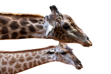 A tall giraffe, a wild mammal with a long neck and brown spots, isolated on white