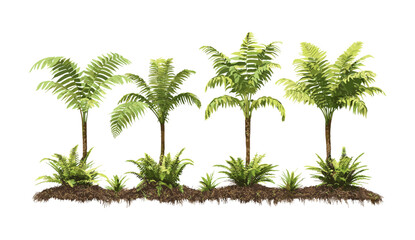 Obraz premium Vector illustration Blechnum gibbum, Oceaniopteris gibba fern cutout, miniature tree fern isolated, tropical foliage, botanical plant, rainforest greenery, garden decoration.