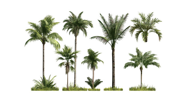Small Brahea moorei and Chamaedorea radicalis palms, tropical garden plants, exotic foliage, vector illustration, landscaping design elements, jungle greenery, isolated cutout.
