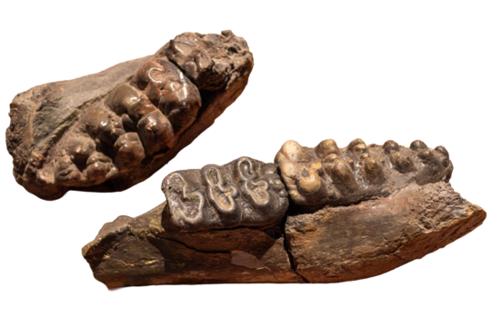 Fossil molar tooth of an ancient elephant isolated on white background.