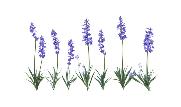 Camassia leichtlinii Blue Danube, Camas flower, vector illustration, isolated, frontal, cutout, botanical plant, wildflower, perennial, garden flora, nature design, decorative plant.