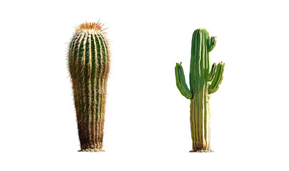 Sunny daylight vector illustration of Carnegiea gigantea and Pachycereus schottii cactus, isolated frontal view, desert flora, succulent plants, southwestern desert scenery.