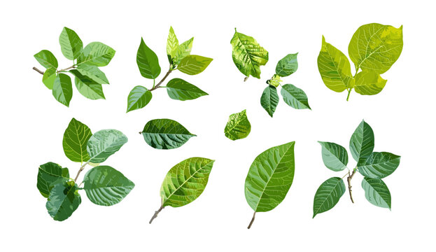 Set of Carya ovalis red hickory, sweet pignut hickory isolated cutout, sunny daylight, vector illustration, autumn leaves, forest tree species, botanical art, nature elements.