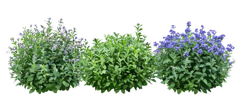 Vector illustration of blue spirea shrubs, Caryopteris &times; clandonensis, low-mounded street plants, deciduous garden bushes, landscaping greenery, outdoor ornamental foliage, png.
