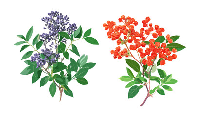 Isolated Caryopteris x clandonensis, Pyracantha coccinea shrub set, front view botanical cutout, garden plants collection, ornamental landscape vegetation vector illustration.