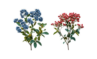 Set of Caryopteris x clandonensis, Pyracantha coccinea tree cutout, isolated plant clipart, garden shrubs collection, ornamental plants vector illustration, seasonal foliage.