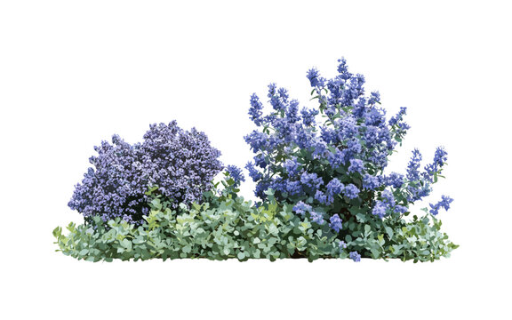 Vector illustration, Ceanothus "Gloire de Versailles", California lilac flowering shrub, deciduous garden plant, ornamental tree, landscaping shrub, natural flora, botanical illustration.