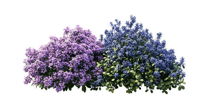Vector illustration, Ceanothus x delileanus "Gloire de Versailles" California lilac, deciduous flowering shrub, isolated tree, garden plant, ornamental landscaping, botanical art.