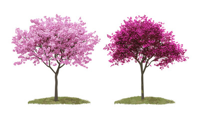 Vector illustration of Cercis siliquastrum and Tamarix gallica street trees, blossoming isolated, frontal view, landscape design, decorative trees, spring foliage, Mediterranean flora.