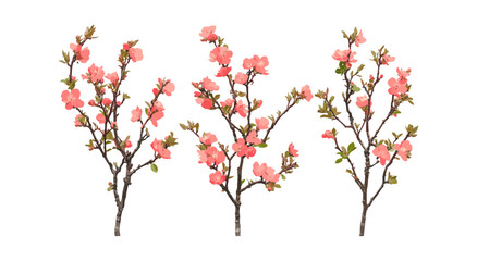Chaenomeles speciosa flowering quince shrub vector illustration, deciduous tree, Japanese quince, Chinese quince, ornamental garden plant, spring blossoms, botanical clipart.