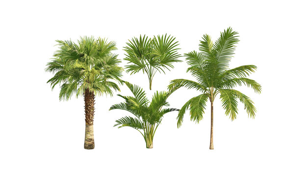 Set of small palms Brahea moorei and Chamaedorea radicalis isolated tree cutout, vector illustration, tropical plants, exotic flora, garden decor, ornamental foliage.