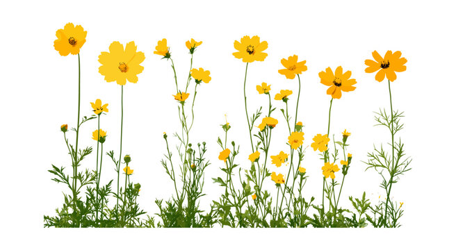 Coreopsis tinctoria and Chamaemelum nobile isolated set with cutout, vector illustration, meadow flowers, garden herbs, floral elements, decorative wild plants, nature theme.