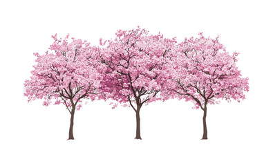 Cornus florida dogwood pink flowers, cherry sakura spring bloom, isolated street trees cutout, garden plants, flowering trees, natural spring scenery, vector illustration.