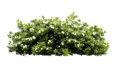 White correa Correa alba shrub isolated cutout frontal, Australian native plant, ornamental garden shrub, foliage details, botanical vector illustration, landscape greenery. © aura studio