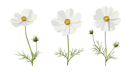 Mexican aster, cosmea, cosmos bipinnatus set, isolated floral design, botanical elements, cutout, vector illustration, wildflower garden, flower arrangement, nature plant collection.